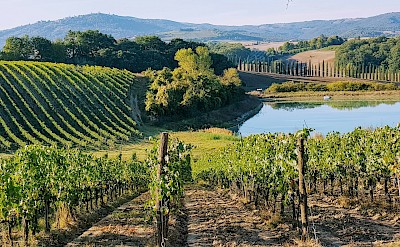 Vineyards and a lake, Tuscany, Italy. Unsplash@Amit Janco