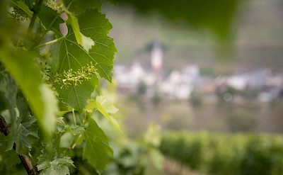 Budding grapes at the vineyard in Aschaffenburg, Germany. Photo via TO