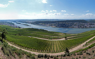 Rüdesheim is a famous wine-making town in Germany. Flickr:Phillip Gerbig