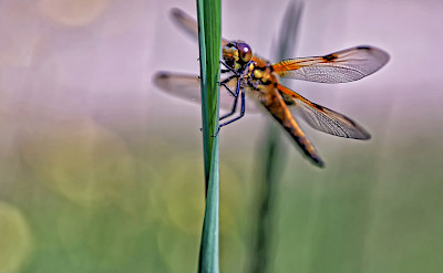 Dragonfly in the Netherlands. ©holland fotograaf
