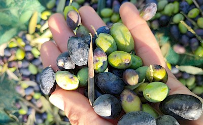 Freshly picked olives, Portugal. Unsplash@Sophie Laurent