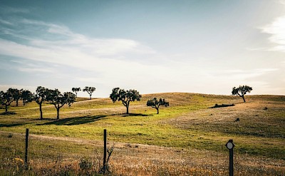 Trees in Alentejo, Portugal. Unsplash@Joao