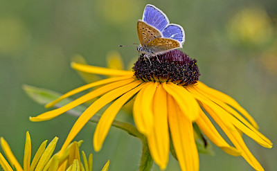Butterflies in the Netherlands. © Hollandfotograaf