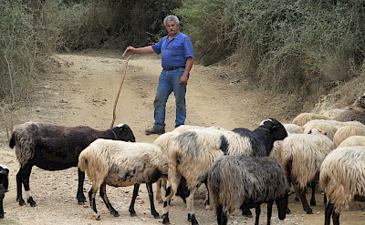 Sheep crossing in Georgoupolis, Crete, Greece. Flickr:Ole Husby