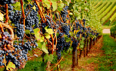 Wine tasting in vine-clad Nierstein, Rhineland-Palatinate, Germany. Flickr:Ulrich Vismann
