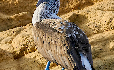 Blue-footed Booby on Galapagos Island. Flickr:Pedro Szekely