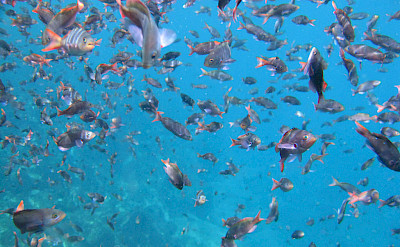 School of fish on the Galapagos Islands. Flickr:Linda