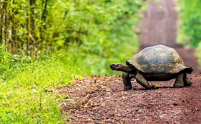 Tortoise on Santa Cruz Island, Galapagos.