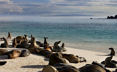 Sea Lions sunbathing in the Galapagos.