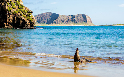 Sea Lion greets you on San Cristobal Island, Galapagos. Wikimedia Commons:Diego Delso