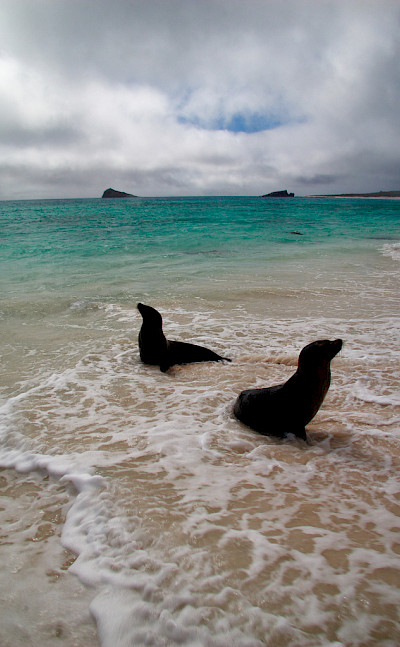 Sea Lions at Gardner Bay on Espanola Island, Galapagos. Flickr:Mark Rowland