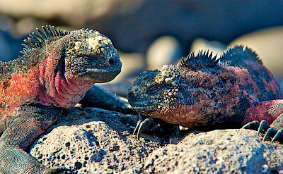 Marine iguanas on the Galapagos. Flickr:Les Williams