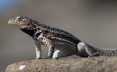 Lava lizard on Galapagos.