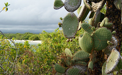 Mangroves and cacti near the beach on the Galapagos. Flickr:Dallas Krentzel