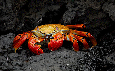 Sally Light Foot Crabs scurry and hide on the Galapagos. Wikimedia Commons:CC0