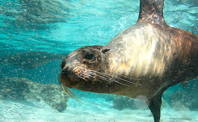 Swimming with the sea lions maybe on the Galapagos.
