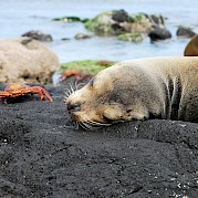 Galapagos Bike & Boat - A seal and crab on the Galapagos Islands. unsplash@stuartjames