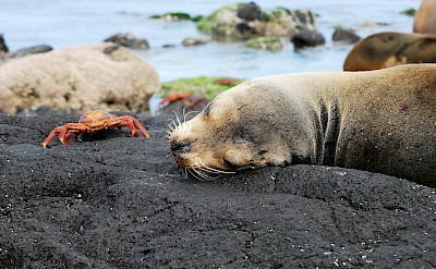 A seal and crab on the Galapagos Islands. unsplash@stuartjames