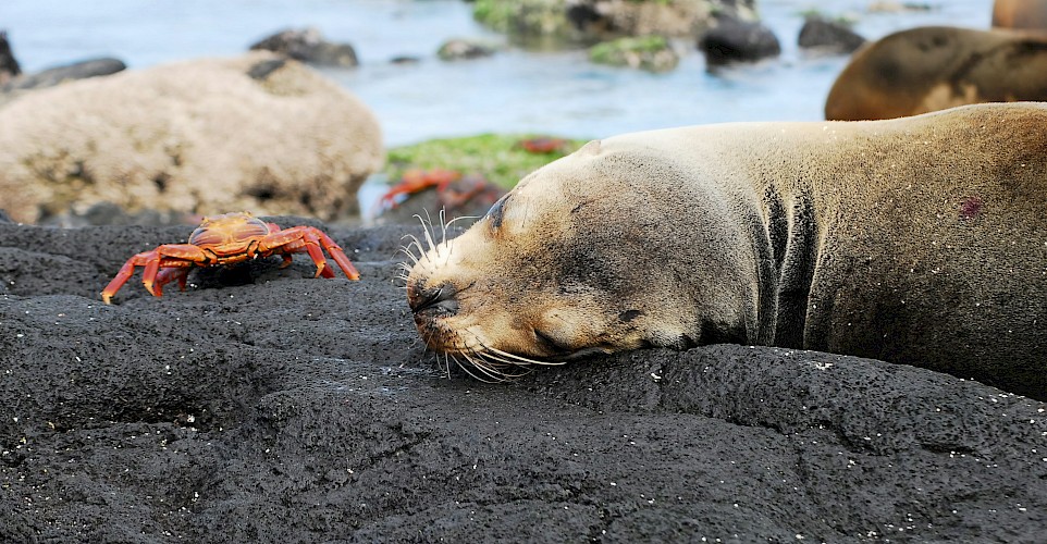 A seal and crab on the Galapagos Islands. unsplash@stuartjames