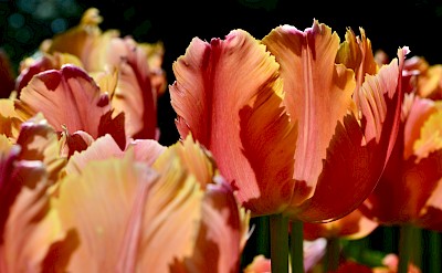 Close-up of vibrant orange tulips with fringed petals, highlighted against a dark backdrop, in the Netherlands or Belgium.