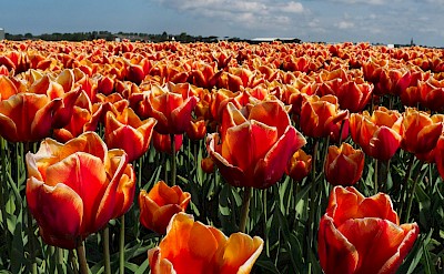 Field of orange tulips, Netherlands. Unsplash:Alexey Komissarov