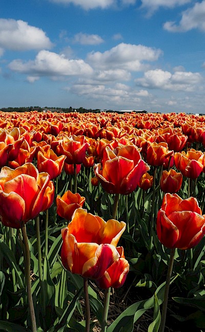 Field of orange tulips, Netherlands. Unsplash:Alexey Komissarov