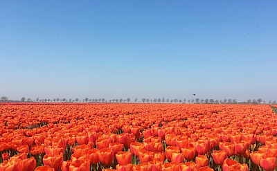 Field of orange tulips, Netherlands. Unsplash:Andres Bartelsman