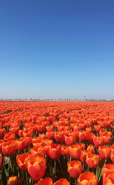 Field of orange tulips, Netherlands. Unsplash:Andres Bartelsman