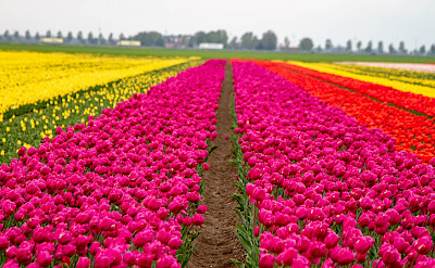 Tulip fields in the Netherlands! Flickr:Willem van Valkenburg