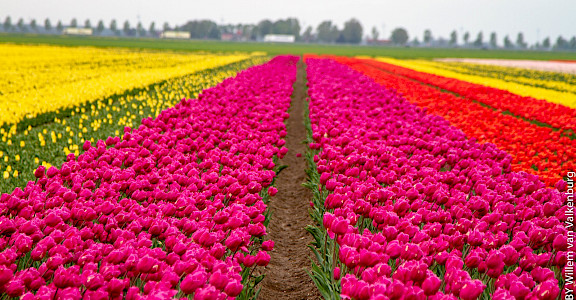 Tulip fields in the Netherlands! Flickr:Willem van Valkenburg