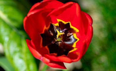 Inside a red tulip, Netherlands. Unsplash:Ellephant