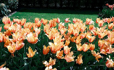 Patch of orange tulips, Netherlands. Unsplash:Eric Yuan