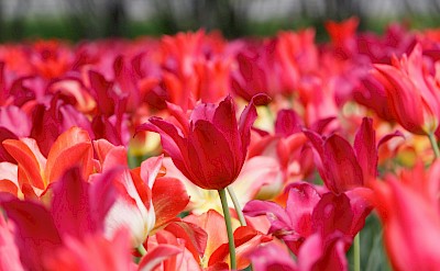 Patch of pink tulips, Netherlands. Unsplash:Benoit Lamarche