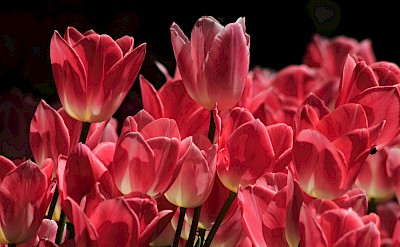 Pink tulips, Netherlands. Unsplash:Ali Cagatay Ozkan