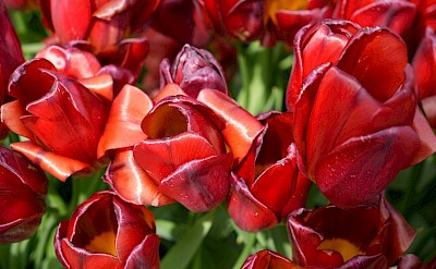 Red tulips with curled petals, Netherlands. Unsplash:Dmitry Romanoff