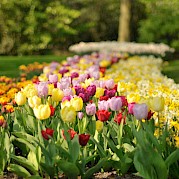 Tulip Tour - Amsterdam to Bruges - 9 day - Gorgeous tulips at the Keukenhof, near Amsterdam. CC0