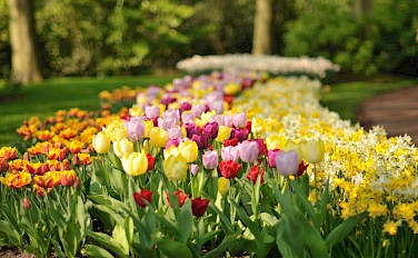 Tulip Tour - Amsterdam to Bruges - 9 day