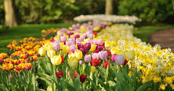 Gorgeous tulips at the Keukenhof, near Amsterdam. CC0