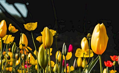 Yellow tulips at the base of a windmill, Netherlands. Unsplash:Alec Krum