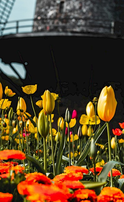 Yellow tulips at the base of a windmill, Netherlands. Unsplash:Alec Krum