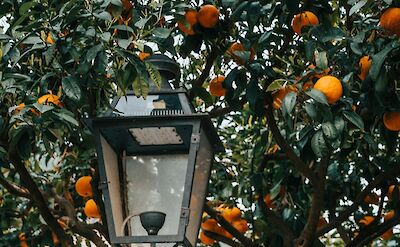 Sun-ripened oranges growing on a tree. unsplash:TamasTuzesKatai