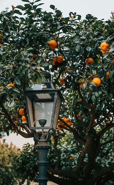 Sun-ripened oranges growing on a tree. unsplash:TamasTuzesKatai
