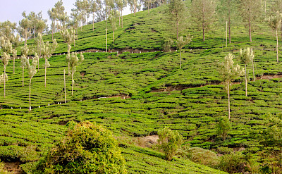 Tea planation in Kerala, India. Flickr:Silver Blu3