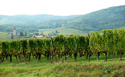 Green vine-covered hills dot the landscape in Alsace, France. Flickr:ilovebutter