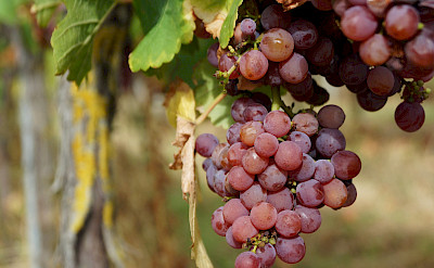 Gewürztraminer, 1 of 7 grape varieties grown in Alsace, France. Flickr:Randi Hausken