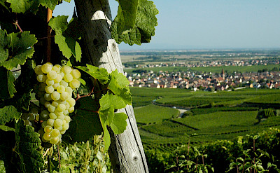 Vineyards dot the landscape of Alsace. Its famous wines are mostly whites such as Riesling. Flickr:Nigab Pressbilder
