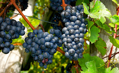 Red grapes ripe for harvest to be seen in late Summer. Flickr:Allie_Caulfield 47.647997, 2.850952