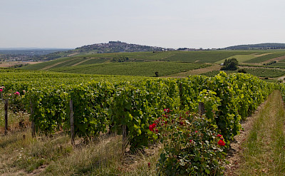 Sancerre Wine vineyards in the Loire Valley, France. Flickr:Barbe Rousse