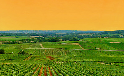 Overlooking the vine-covered hills of Burgundy, France. Flickr:Andy Maguire
