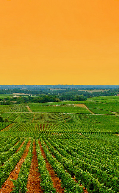 Overlooking the vine-covered hills of Burgundy, France. Flickr:Andy Maguire